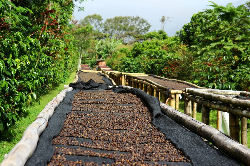 Se vuelve a romper el récord mundial del precio del café con $10.000 por kilo