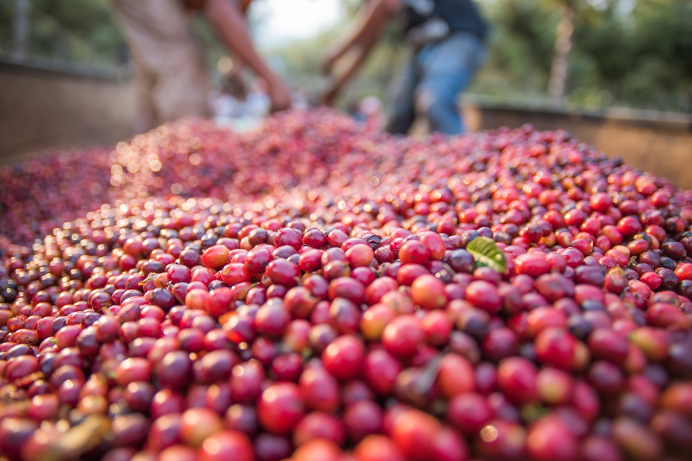 Estados Unidos se retira del Acuerdo Internacional del Café