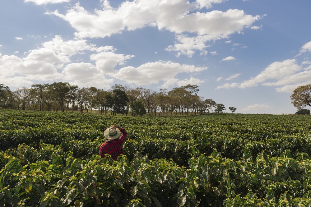 El vending protege a los agricultores de café con iniciativas como la de Comercio Justo