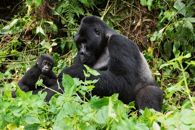 Cuando el café sirve para proteger a animales en especie de extinción