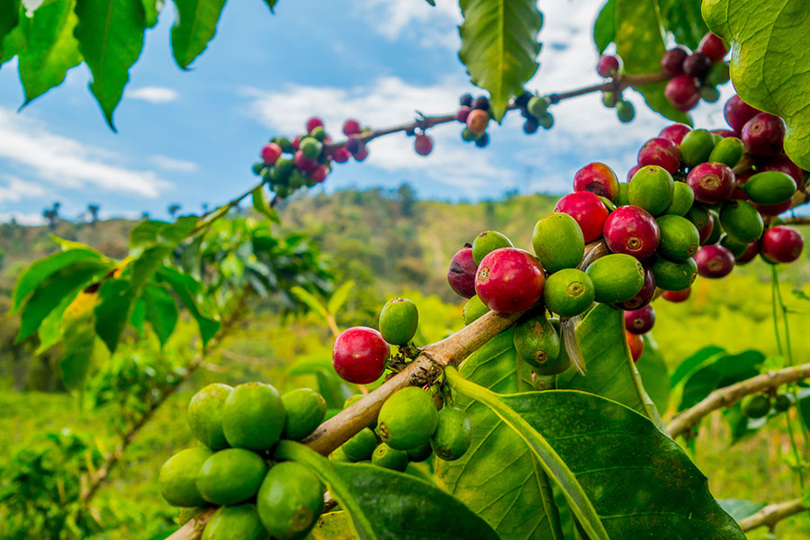 La producción de café vuelve a crecer en 2017