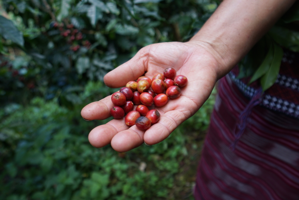 Se buscan propuestas para mejorar la recolección de café