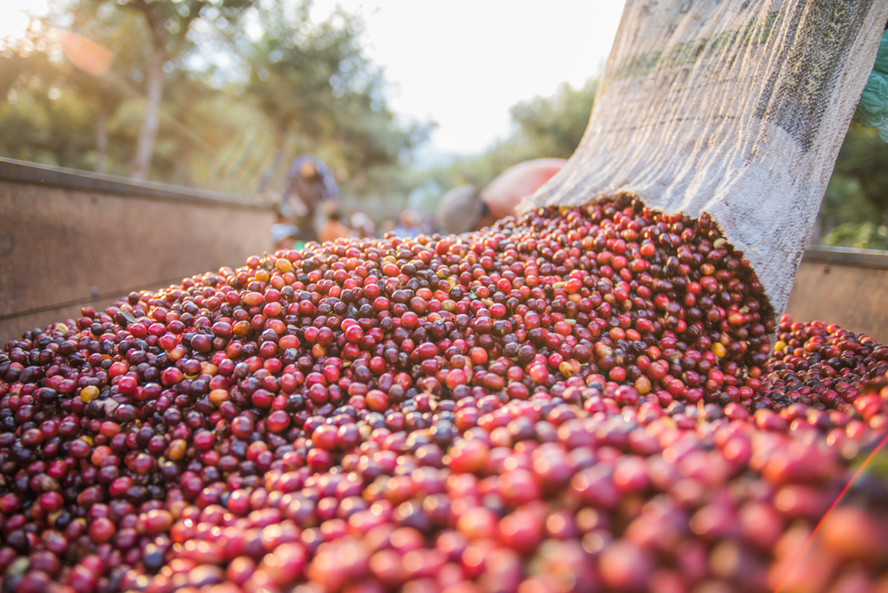 Crean biocombustible para aprovechar los residuos del café