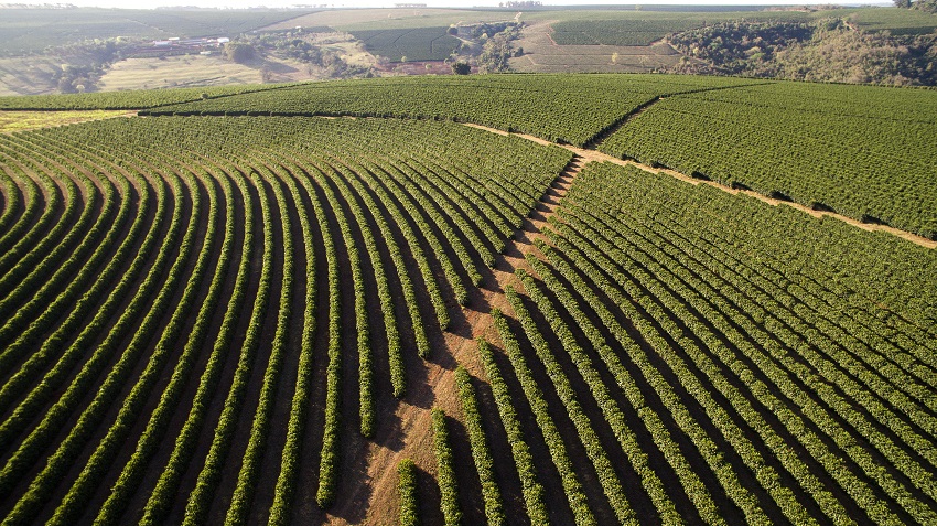 Las mejoras en plantaciones son necesarias para cubrir la demanda de ...