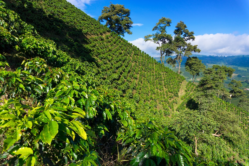Cuando el café se convierte en ruta turística