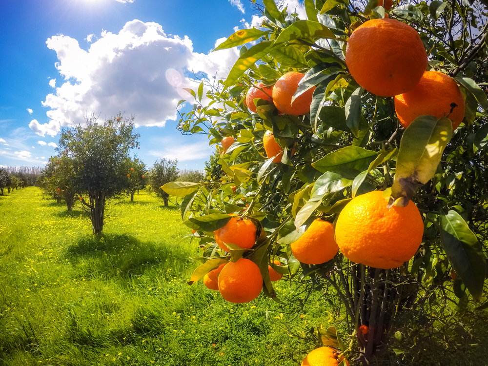 Vending: España puede ser una potencia en productos ecológicos