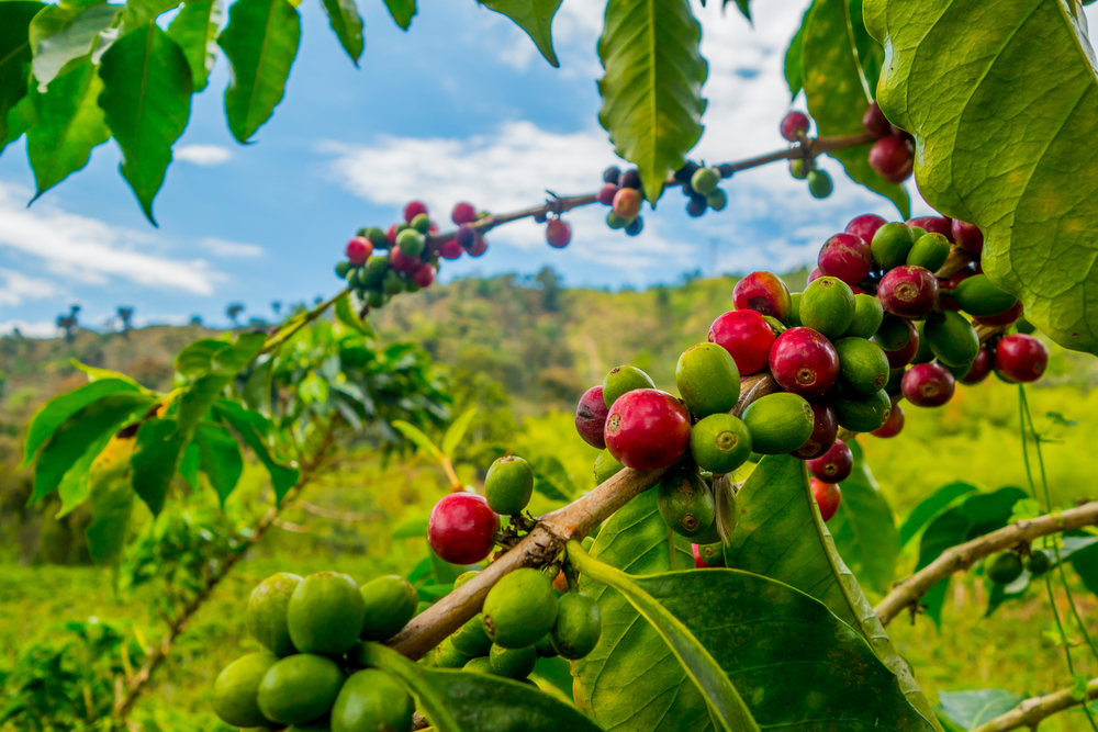 ¿Qué es el café para la botánica?