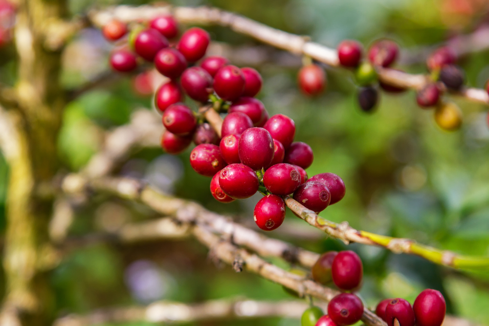 Científicos usan tecnología nuclear para proteger las plantaciones de café de las plagas
