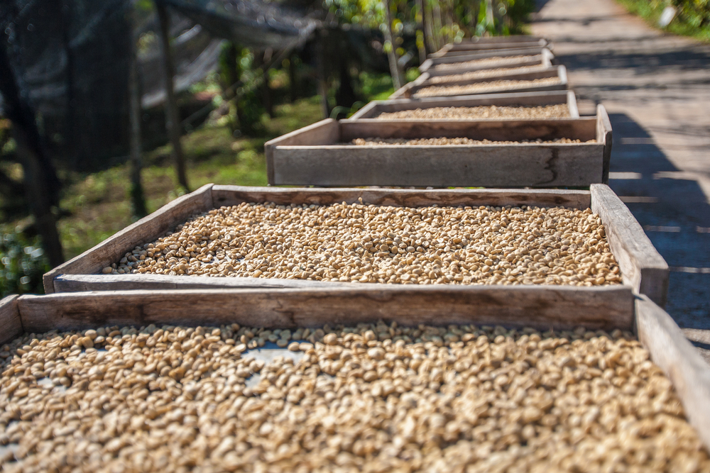 Proceso agrícola para la obtención del café verde: Beneficiado (Parte 1)