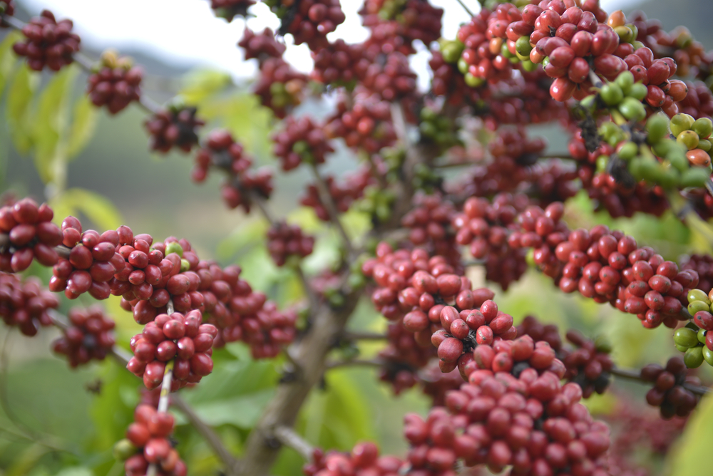 El consumo de café se duplica y la producción podría no satisfacer la demanda en un futuro