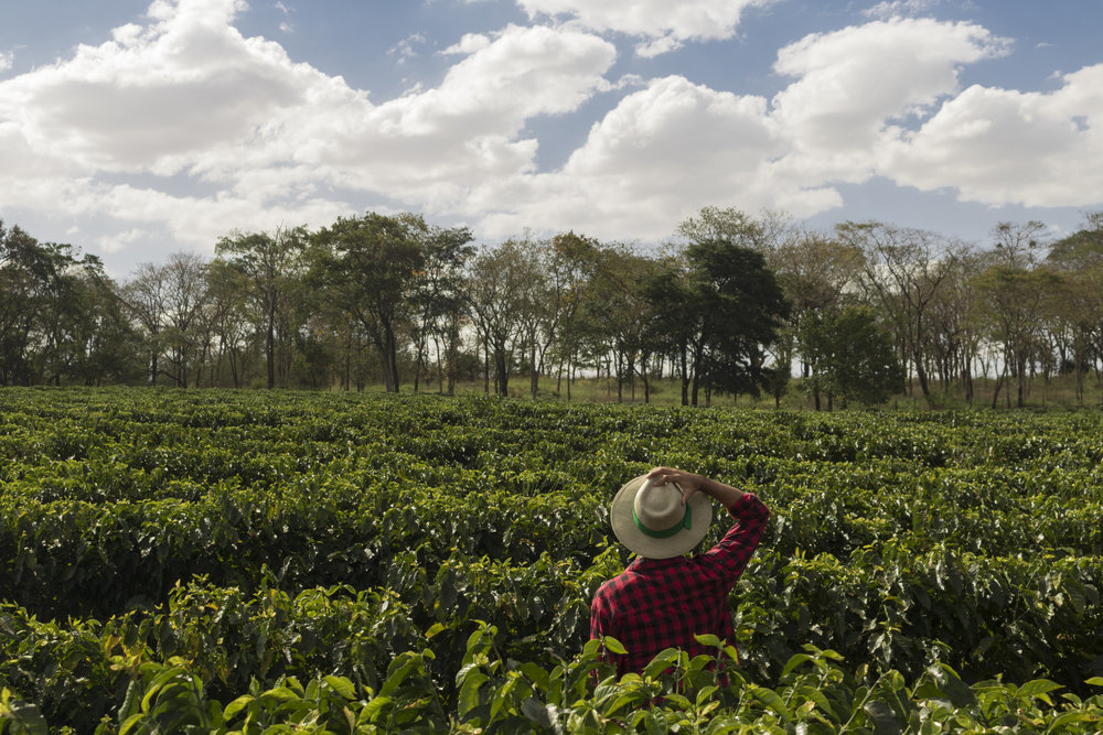 Los productores de café ayudan a otros sectores del campo