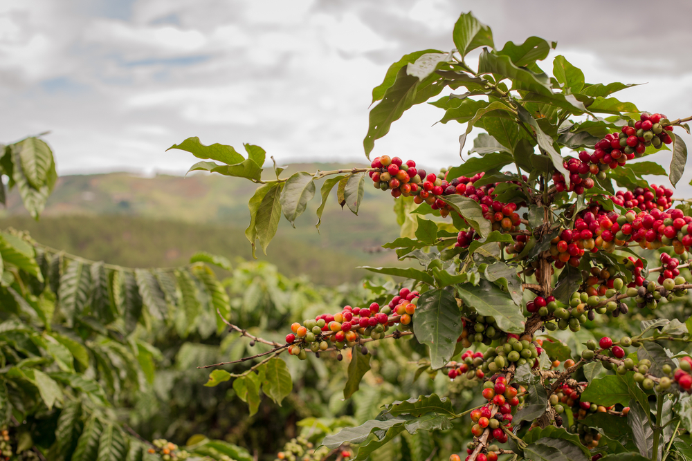 Conoce los 10 mayores productores de café a nivel mundial