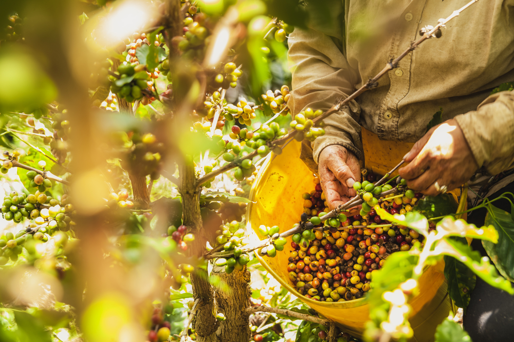 El café será uno de los alimentos del futuro