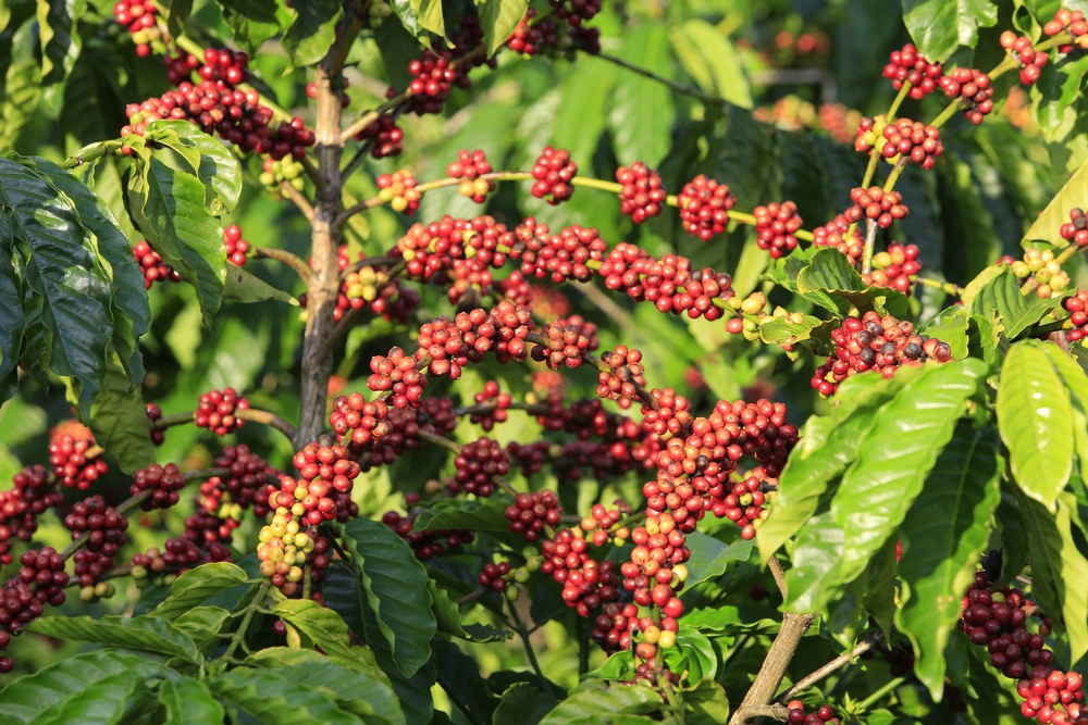 Kenia está en el grupo de países emergentes que mejoran su economía gracias al café