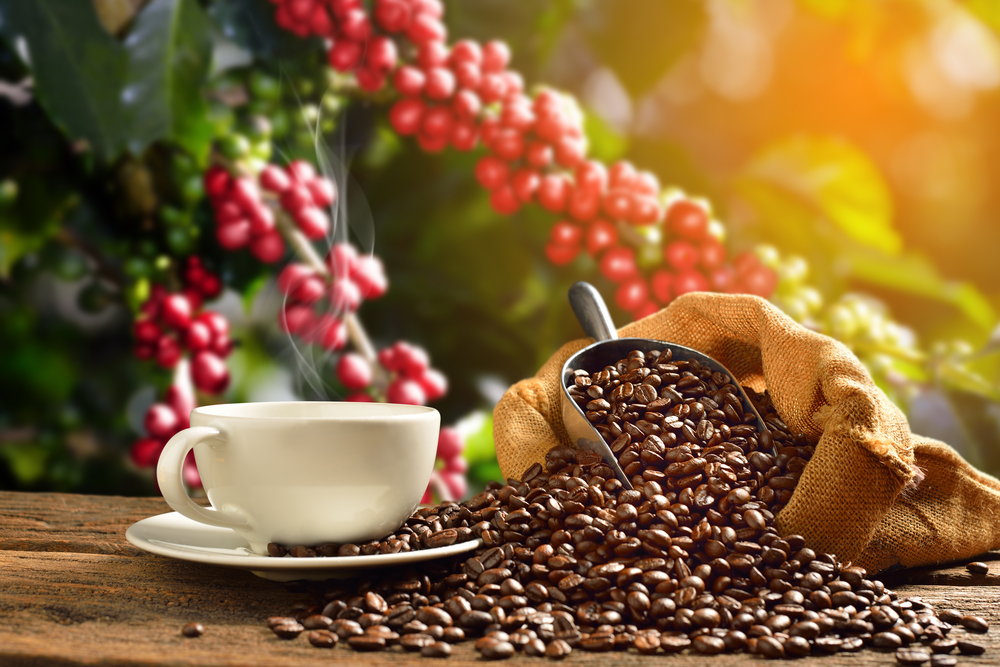 Como es un buen sistema de conservación del café