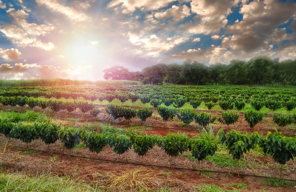 La agroecología puede salvar la producción de café