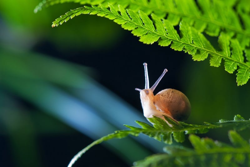 Descubren un caracol que se come uno de los hongos más peligrosos para las plantaciones de café